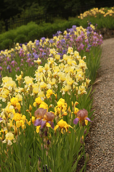 view of iris collection